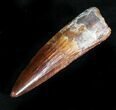 Gorgeous Spinosaurus Tooth #28153-2